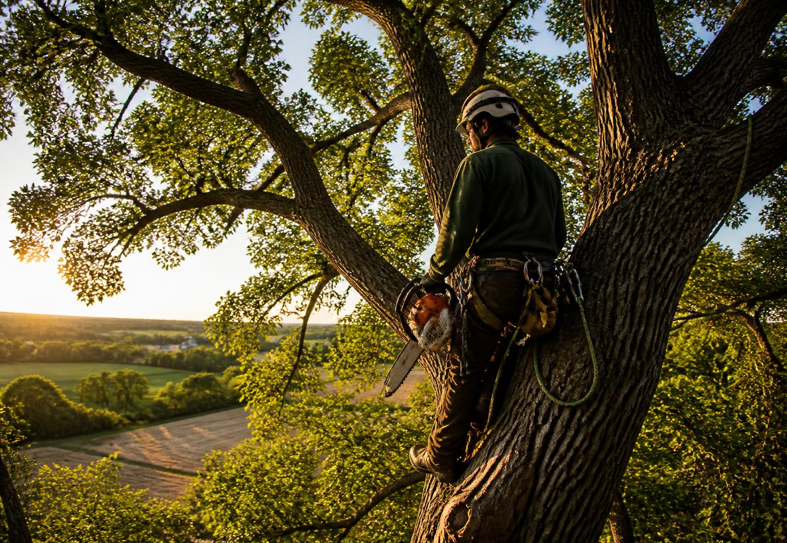 Arborist roped into a large oak tree with a chainsaw at sunset